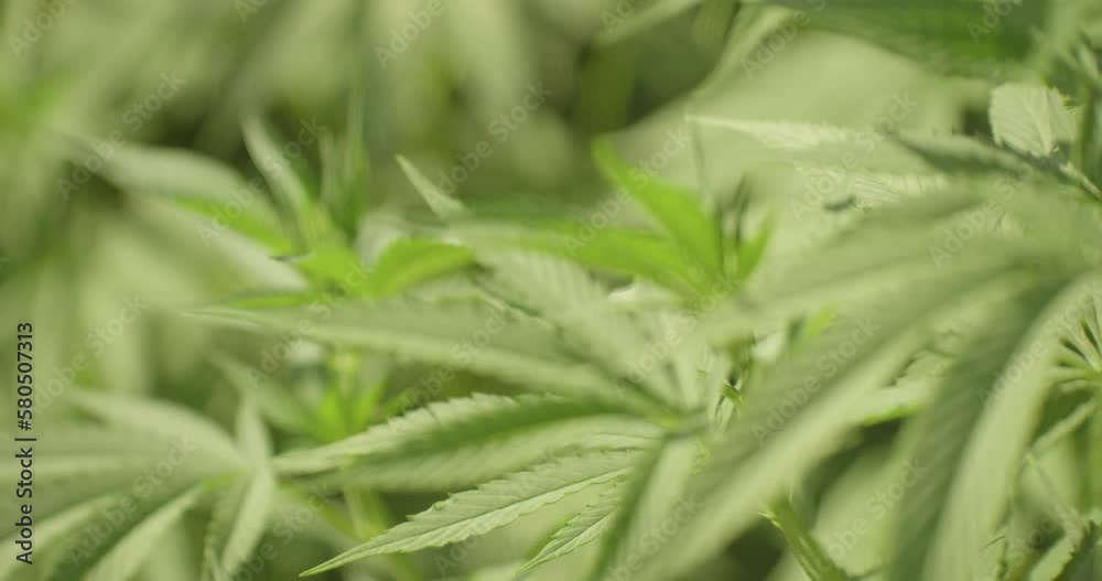 Close up shot of green Cannabis Plants growing outdoors in sunlight Close up shot of green Cannabis Plants growing outdoors in sunlight