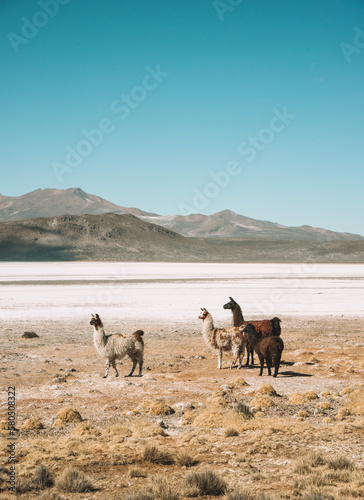 Canvastavla salty Alpaca