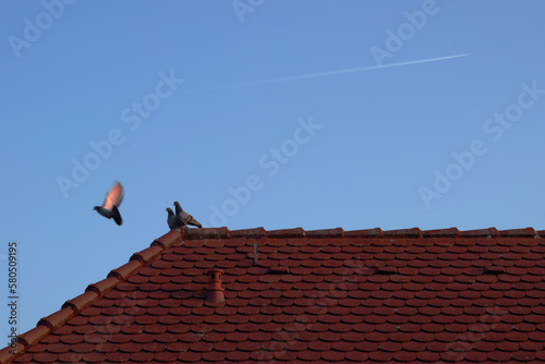 Vogel auf dem Dach