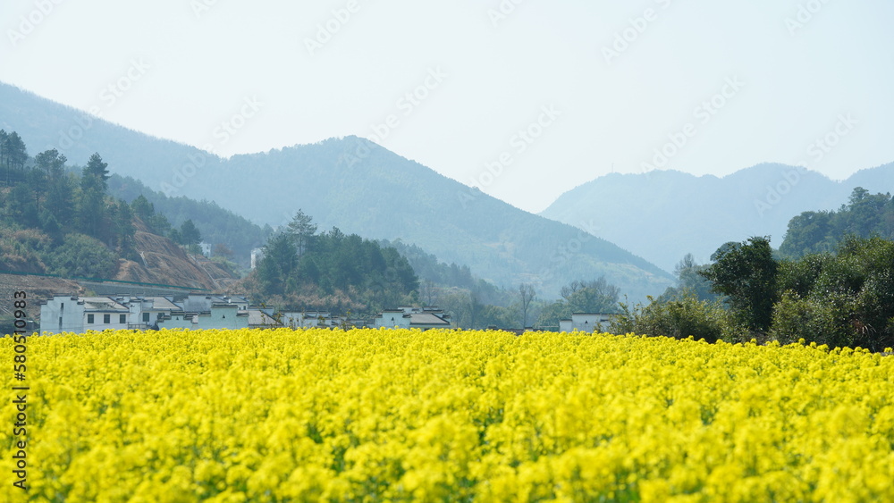 The beautiful countryside landscape full of the yellow oil flowers blooming in the field in spring