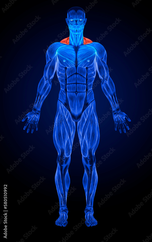Trapezius Front Anatomy Muscles Xray Stock Illustration Adobe Stock