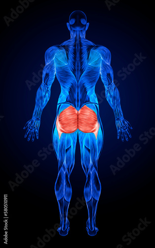 Gluteal Muscles Gluteus Maximus Anatomy  photo