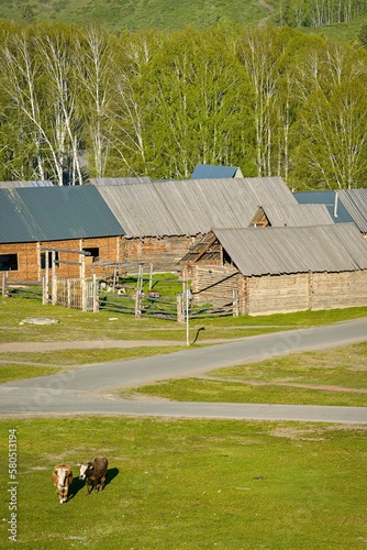 Hemu Village in Xinjiang is like a fairyland, the traditional and simple wooden houses are peaceful and isolated from the world photo