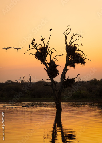 Tree silhouette in a dam with birds and nests at sunset