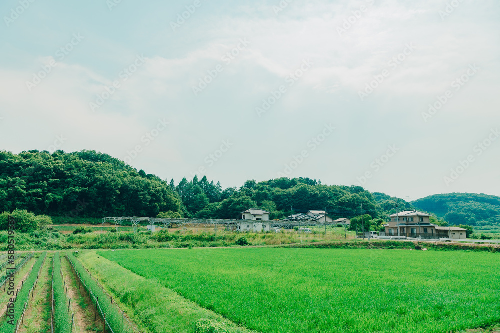 Obraz premium 夏の田舎風景