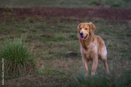2023-03-11 A YOUNG GOLDEN RETRIEVER STANDING IN A FIELD STARING WITH MOUTH OPEN TOUNGE OUT AT MARYMOOR OFF LEASH DOG PARK