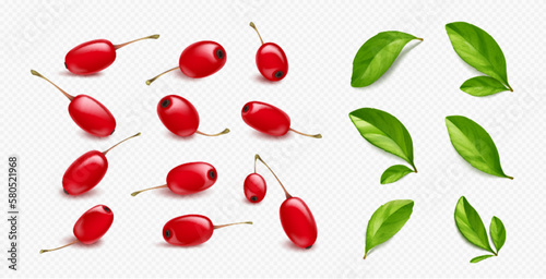 Realistic barberry set isolated on transparent background. Vector illustration of ripe red berries and fresh green leaves. Organic natural ingredient for medicine, tea flavor, skin care cosmetics