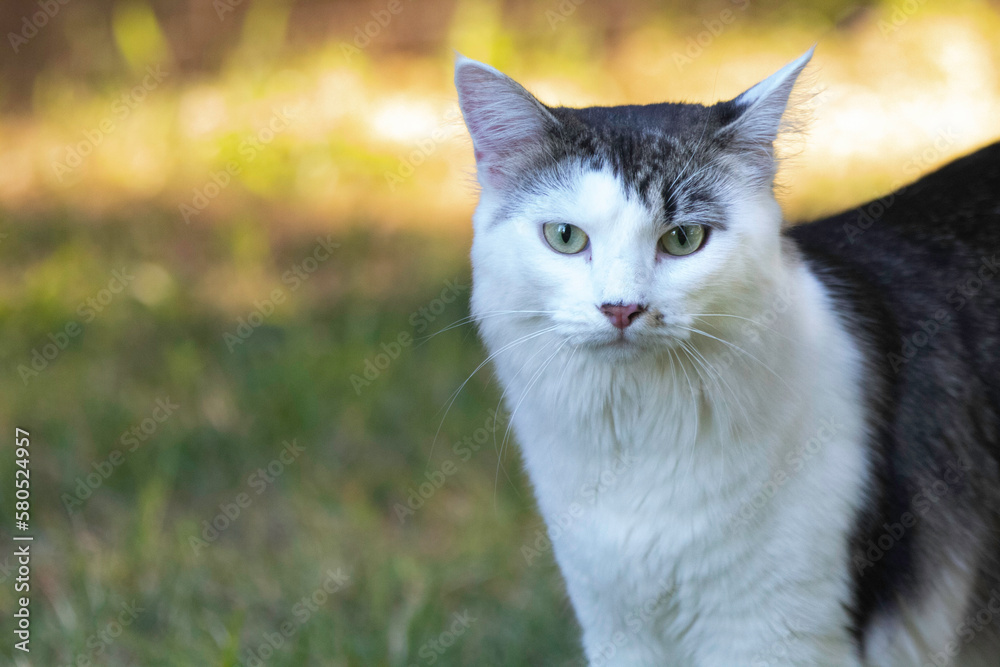 A white faced tabby cat on the lawn A white faced tabby cat on the lawn