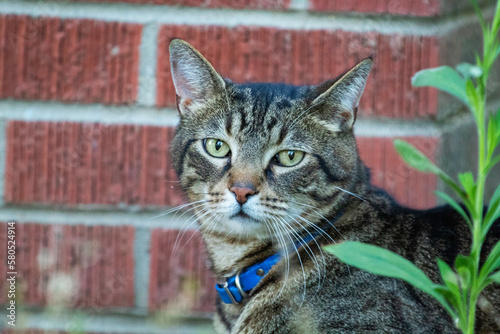 A portrait of a tabby cat on the grass © Robert