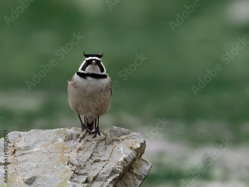 horned lark- Eremophila alpestris bird in himalayan region photo