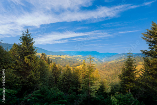 Beautiful morning in the spruce forest. Green summer Carpathian mountains. Ukraine.