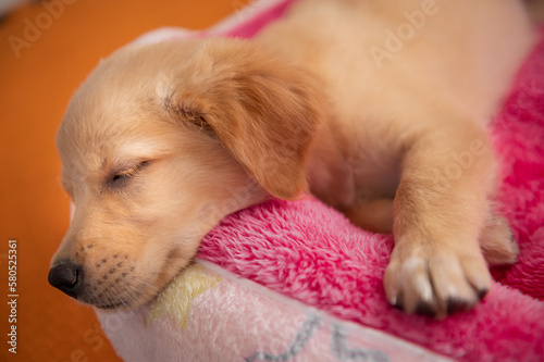 Little cute golden retriever sleeping on bed with toy photo