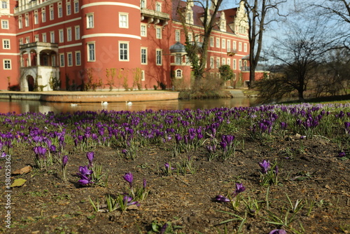 Obraz na płótnie wiosna, krokusy, kwiaty, park w salonie