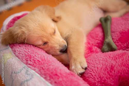 Little cute golden retriever sleeping on bed with toy
