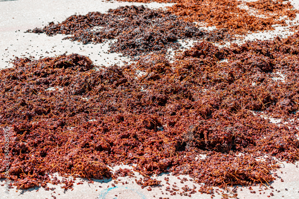 Fototapeta premium Drying grape fruit on a sun to produce raisin