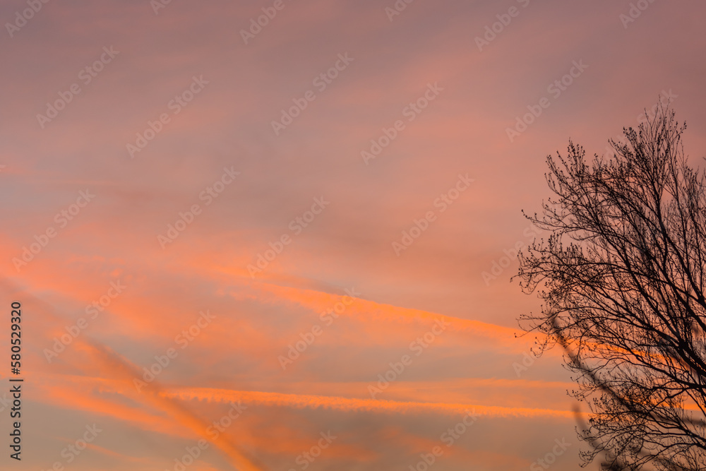 colorful red clouds at the sky during sundown with a tree