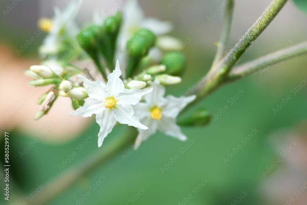 Two white flowers blooming on a branch Two white flowers blooming on a branch