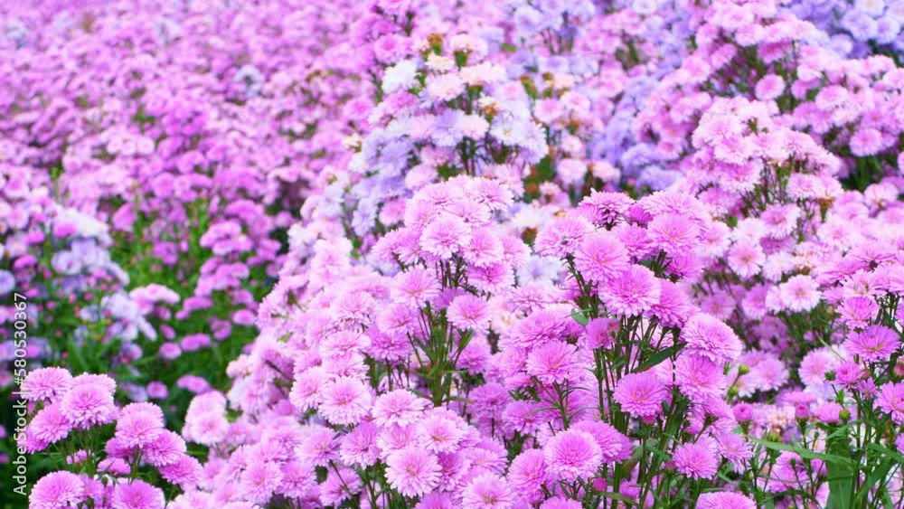 Pink Margaret fields in the mountains Pink Margaret fields in the mountains