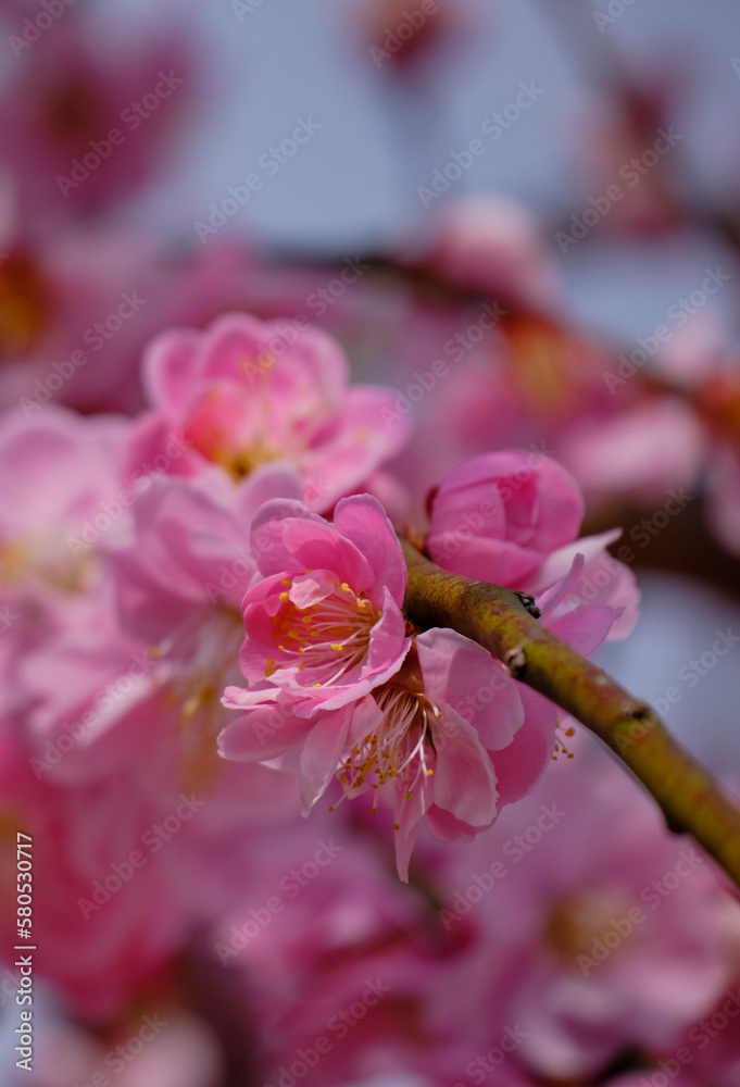 Fototapeta premium 風景素材 陽光に映える綺麗な枝垂れ梅の花
