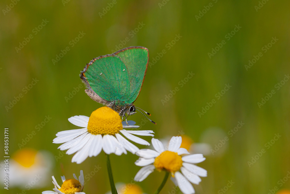 Callophrys rubi,min butterfly with a wonderful green color