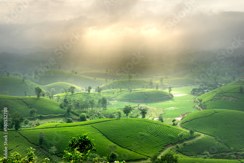 See the Long Coc tea hill, Phu Tho province, Vietnam in the morning mist. This is the most beautiful tea hill in Vietnam with hundreds and thousands of hills, large and small.