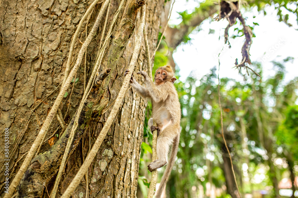 Monkeys in nature in the jungle of Thailand. A flock of monkeys in the trees. Wildlife scene with wild animals. Monkeys in nature in the jungle of Thailand. A flock of monkeys in the trees. Wildlife scene with wild animals.