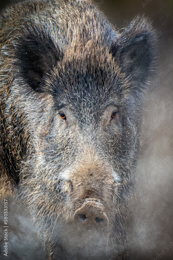 close-up portrait of a wild boar pig close-up portrait of a wild boar pig