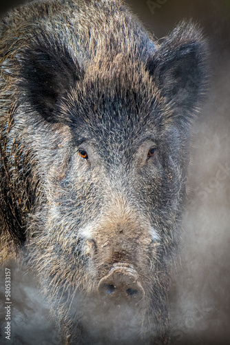 close-up portrait of a wild boar pig © Ralph Lear