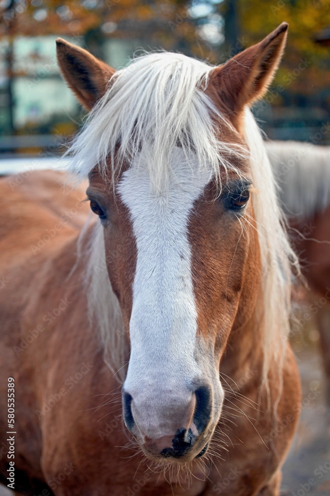 Fototapeta premium Head of a brown horse with white paint and blond hair.
