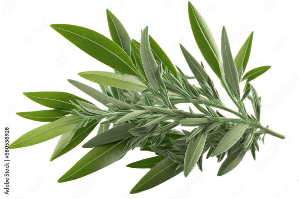 Obraz premium Fresh green organic tarragon leaves, transparent image without background, isolated, created with Generative AI