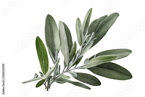 Fresh green organic sage leaves, transparent image without background, isolated, created with Generative AI photo