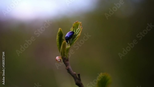Wallpaper Mural small black beetle on a single leaf at the top of a branch in close-up with greenery in the background Torontodigital.ca