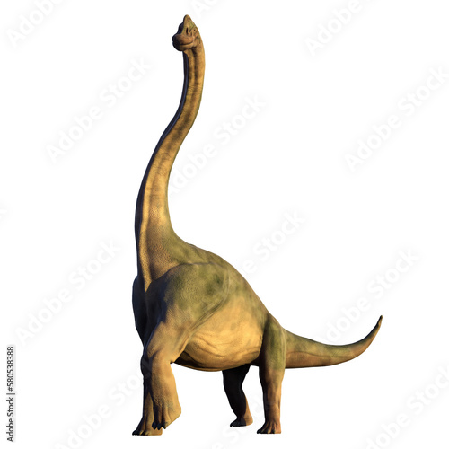 Brachiosaurus altithorax from the Late Jurassic   isolated on transparent background 