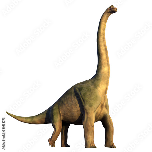 Brachiosaurus altithorax from the Late Jurassic  isolated on transparent background 