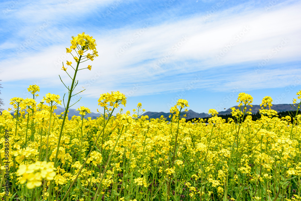 Obraz premium 菜の花畑 宮城県鳴子にて 
