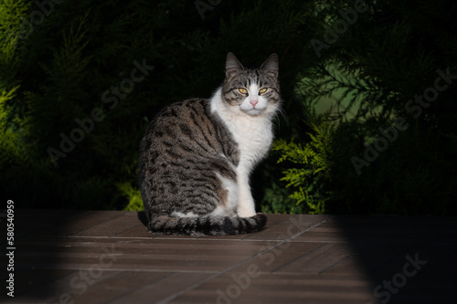 Gray and white fluffy cat in ray of light photo