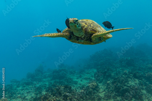 Turtle with fish swimming in sea