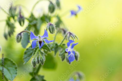 Close-up of starflowers blooming outdoors photo