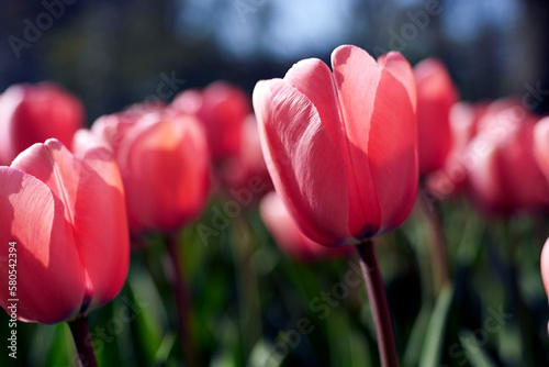 Close-up of red tulips blooming at Keukenhof Gardens photo