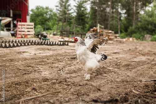 Free range hen flapping wings at poultry farm photo