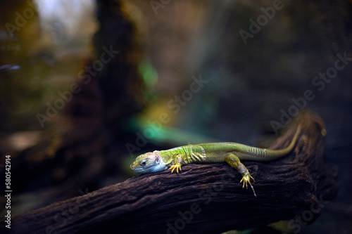 Gecko on tree branch photo