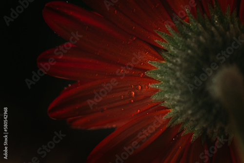 Close-up of wet gerbera daisy against black background