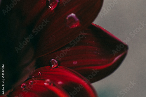Close-up of dew drops on gazania