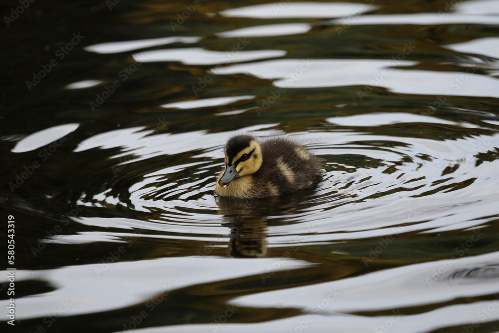 High angle view of duckling swimming on pond High angle view of duckling swimming on pond