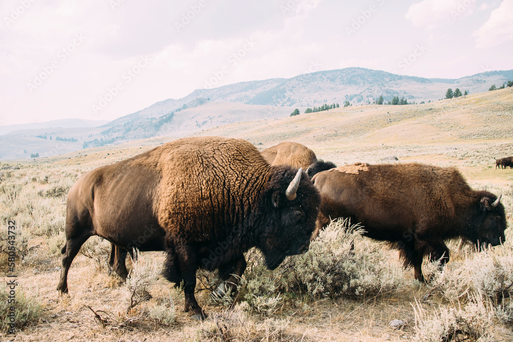 American Bison grazing on field against mountains and sky at Yellowstone National Park