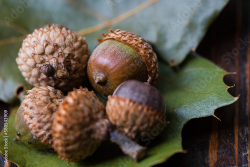 Close-up of acorns on leaves at wooden table photo