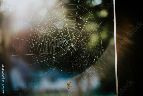 Close-up of damaged spider web on sunny day photo