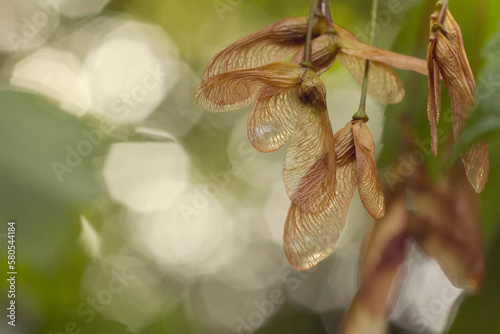 Close-up of sycamore seeds hanging on tree photo