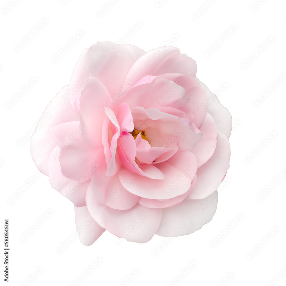 Fresh beautiful pink rose isolated on a white background. Detail for creating a collage Fresh beautiful pink rose isolated on a white background. Detail for creating a collage
