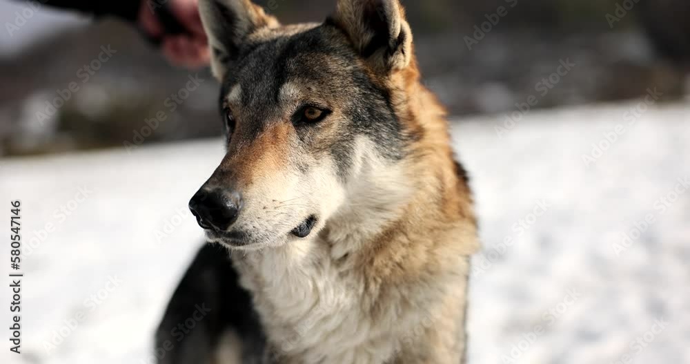 Man holding wild wolf on chain 4k movie slow motion Man holding wild wolf on chain 4k movie slow motion